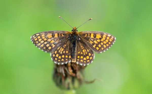 Melitaea Athalia Britomartis Heath Fritillary — Stock Photo, Image