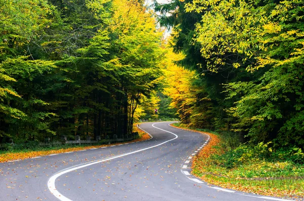 Straße Herbstlichen Wald — Stockfoto