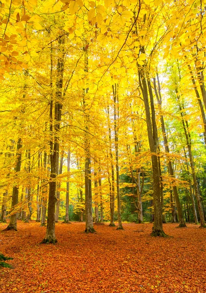 Podzimní Rustikální Lesní Krajina — Stock fotografie