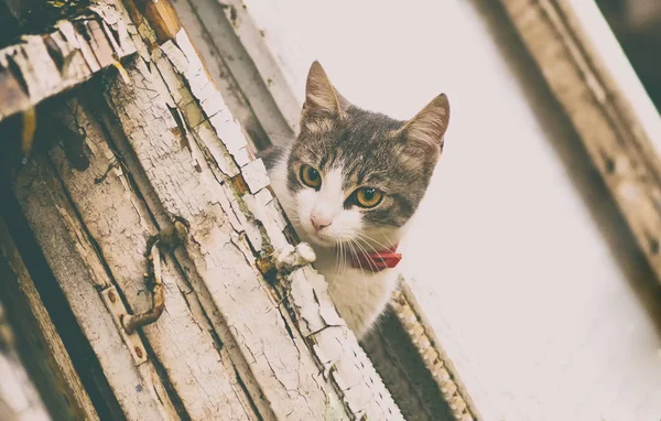 Schöne Und Neugierige Katze — Stockfoto