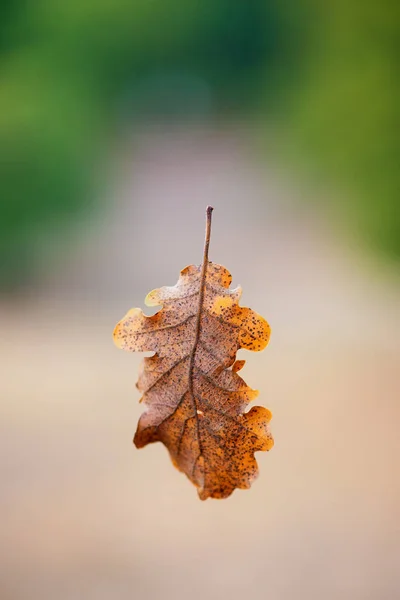 Ein Eichenblatt Das Vom Baum Fällt — Stockfoto