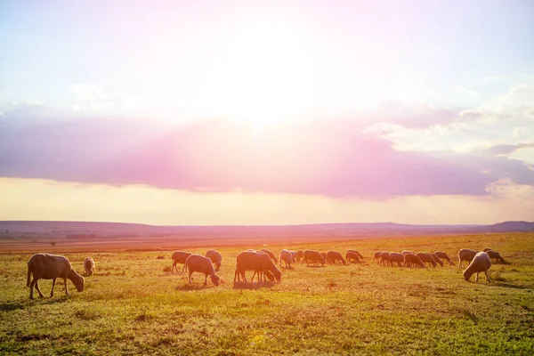 日落时在草地上吃草的羊群 — 图库照片