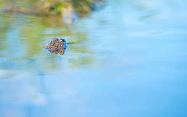 Rana Agua — Foto de Stock