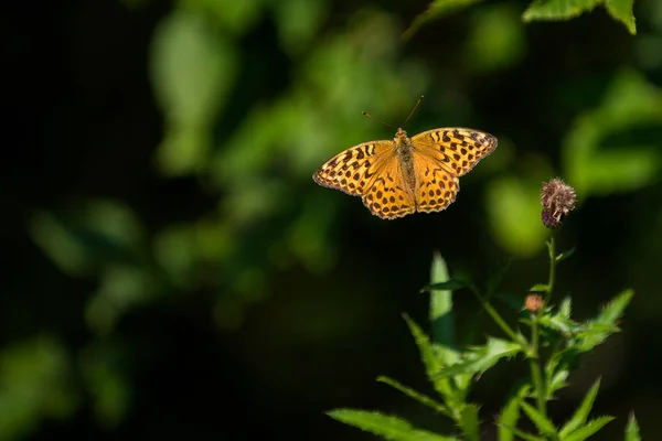 Magnifique Papillon Volant Avec Vert Sur Fond — Photo
