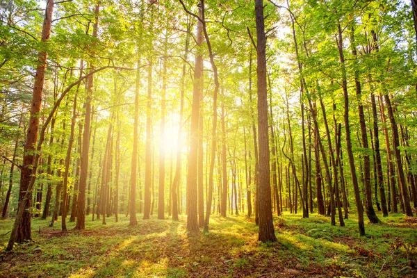 Beautiful sunrise in forest