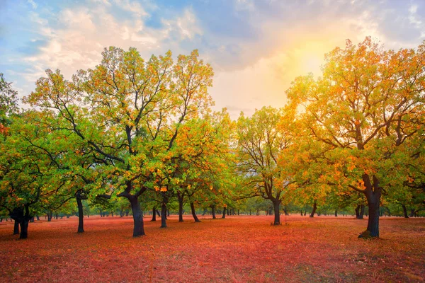 Journée Ensoleillée Automne Dans Parc Chênes — Photo