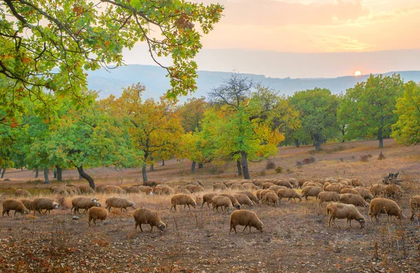 Kudde Schapen Grazen Herfst Seizoen — Stockfoto