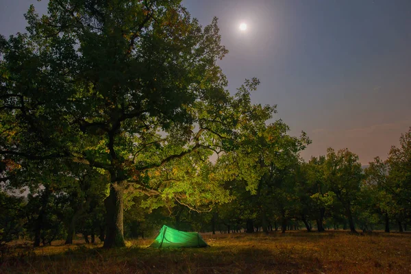 Acampar Por Noche Bosque — Foto de Stock