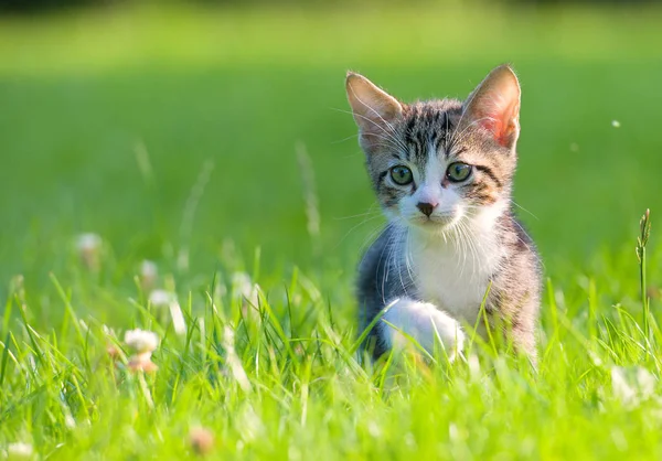 隐藏在草丛中的小条纹的小猫 — 图库照片