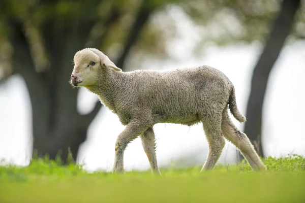 草地上可爱的小羊羔 — 图库照片