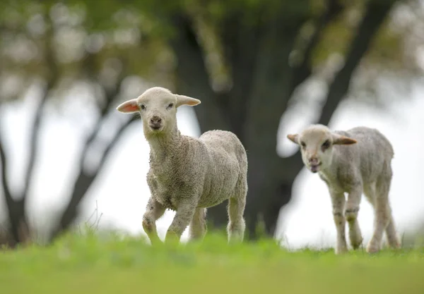 Cute and little lambs on meadow
