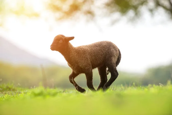 Cute Little Black Lamb Running — Stock Photo, Image