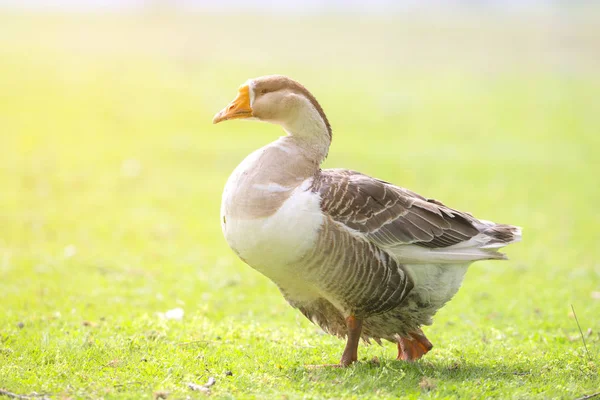 Beautiful Goose Sunrise Sunlight — стоковое фото