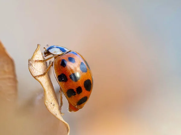 Nádherné Makro Snímek Lady Bug — Stock fotografie