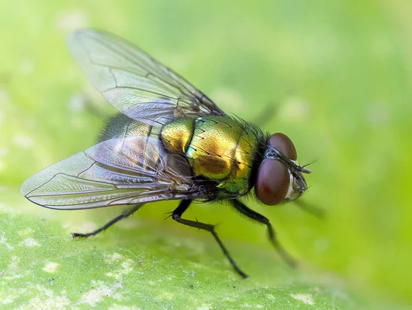 Fliege Auf Einem Blatt Sitzend Makroaufnahme — Stockfoto