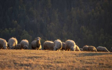 Gün batımında sonbahar sezonu koyun sürüsü