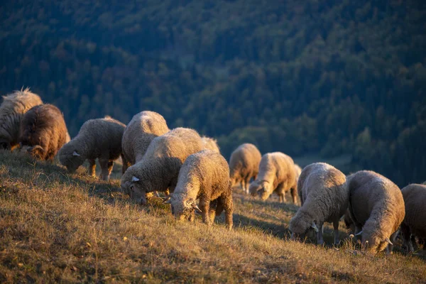 Flock Sheep Autumn Season Sunset — Stock Photo, Image