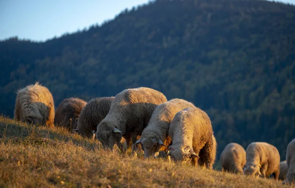 Kudde Schapen Bergen Herfst Seizoen — Stockfoto