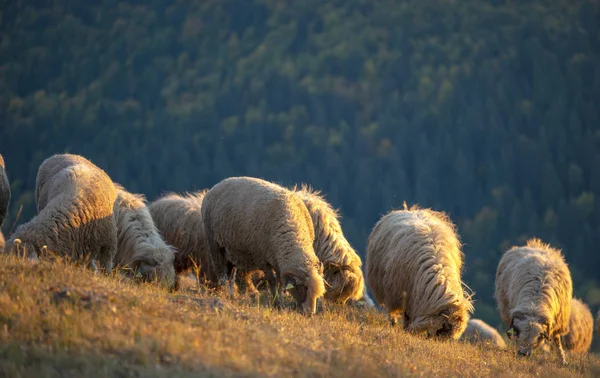 Flock Sheep Mountains Autumn Season — Stock Photo, Image