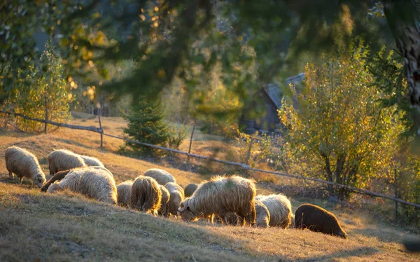 Gregge Pecore Montagna Nella Stagione Autunnale — Foto Stock