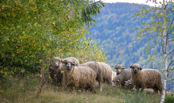 Stádo Ovcí Horách Podzimní Sezóně — Stock fotografie