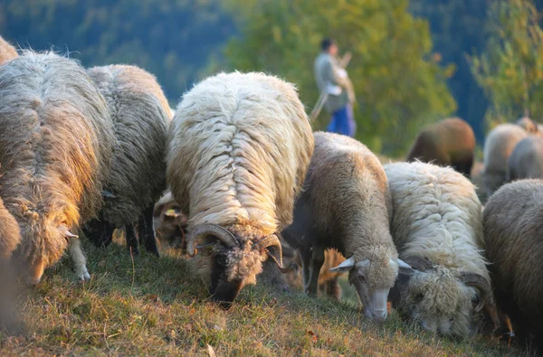 Стадо Овец Пастухов Заднем Плане — стоковое фото