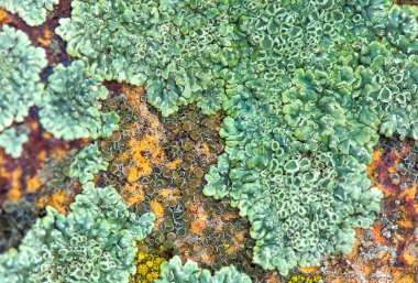 Taş dokusu yakın plan