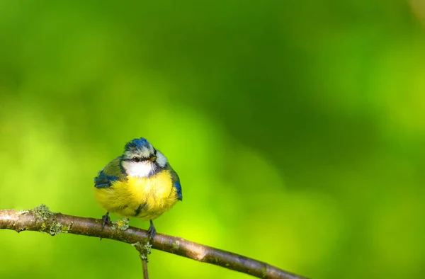 Petite Mésange Bleue Assise Sur Une Branche — Photo