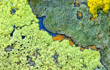 Taş dokusu yakın plan