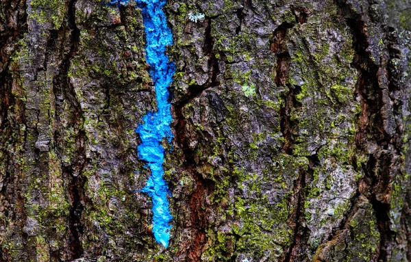 Träd Textur Med Blå Färg Den — Stockfoto