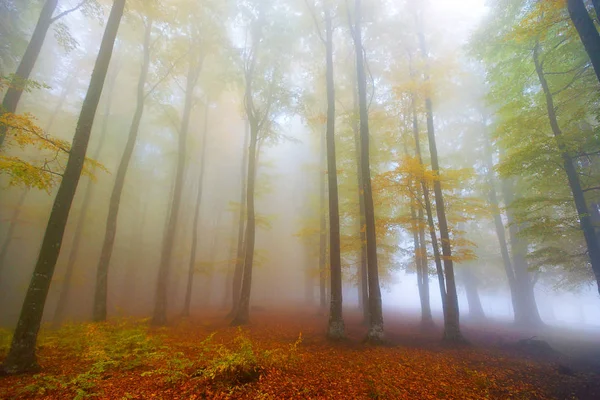 Лес Осенью — стоковое фото