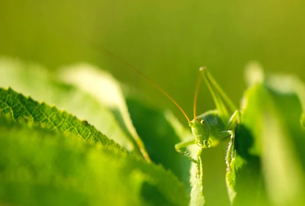 Big Green Grasshopper Leaves — Stock Photo, Image