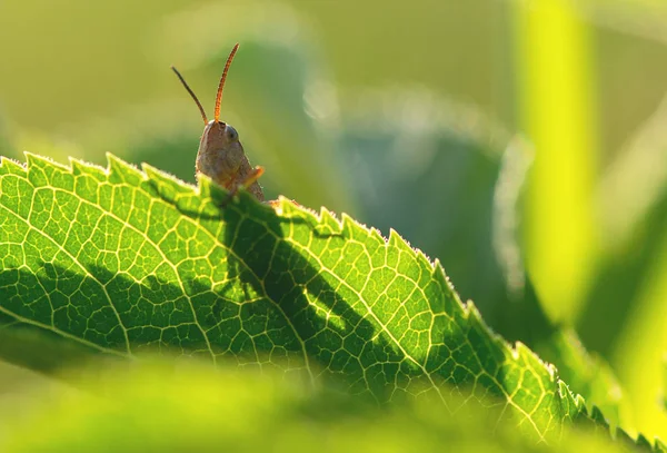 Grande Gafanhoto Verde Nas Folhas — Fotografia de Stock