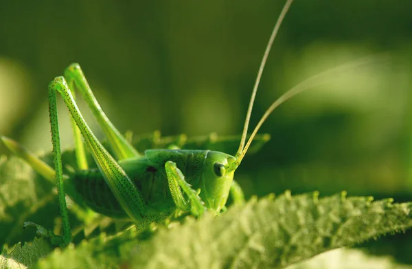 Grande Gafanhoto Verde Nas Folhas — Fotografia de Stock