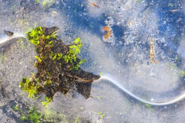 Güzel doku buz. Makro çekim