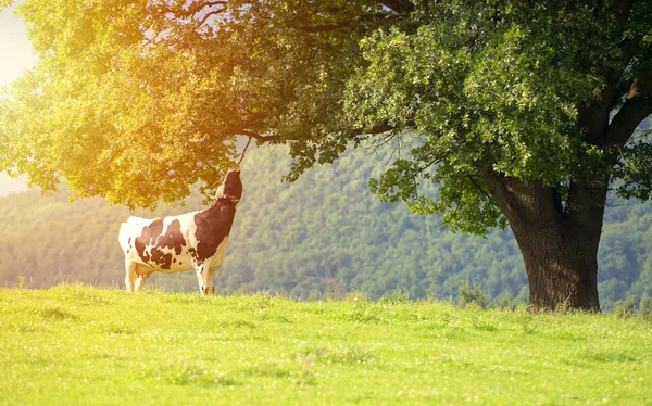 Vaca Comiendo Hojas Árbol —  Fotos de Stock