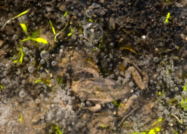 氷の下の茶色のカエル捕獲 — ストック写真