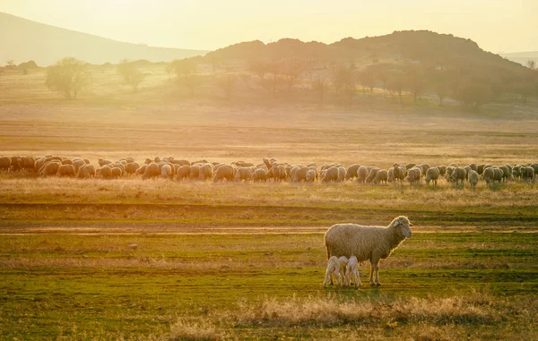 Két újszülött bárányok, akik tejet inni az anyjuk a Flock nézi őket — Stock Fotó