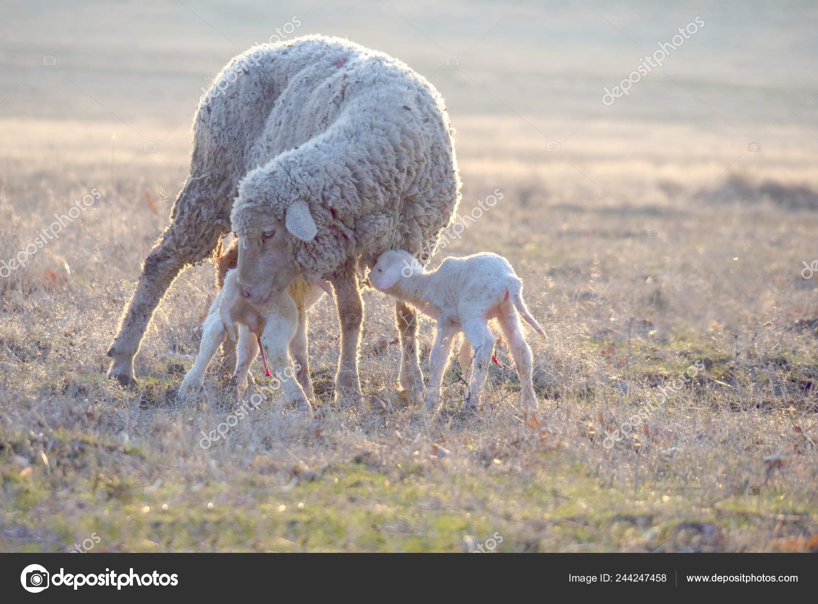 洋楽 Lamb and Mutton / mama!milk Lamb and Mutton / mama!milk