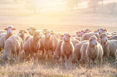 Günbatımında koyun sürüsü