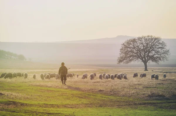 羊の群れと羊飼い — ストック写真