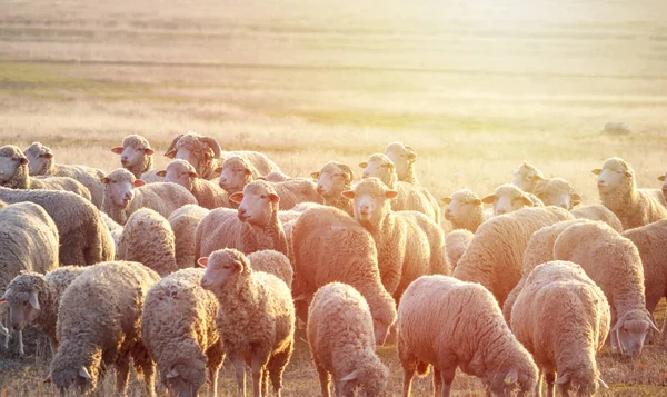 Flock Sheep Sunset — Stock Photo, Image