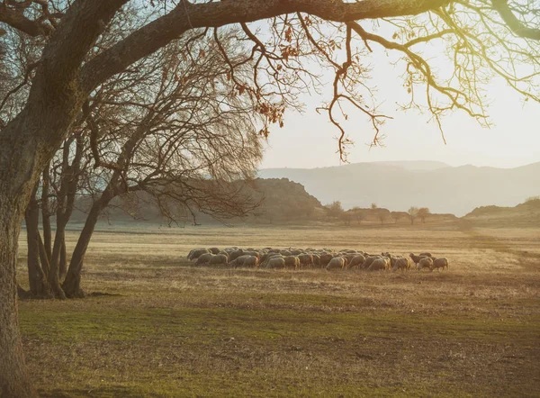 Flock Sheep Sunset — Stock Photo, Image