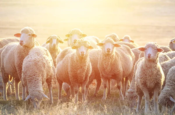 Flock Sheep Sunset — Stock Photo, Image