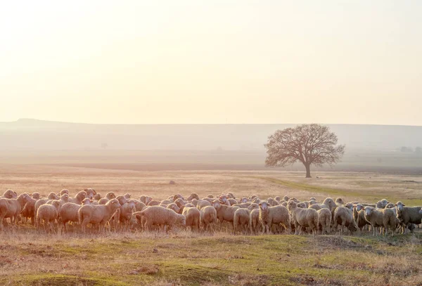 夕暮れ時の羊の群れ — ストック写真