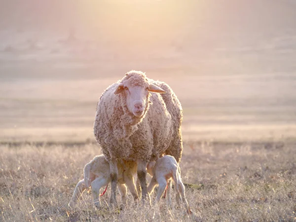 Pecore Con Agnelli Appena Nati Che Bevono Latte Dalla Madre — Foto Stock