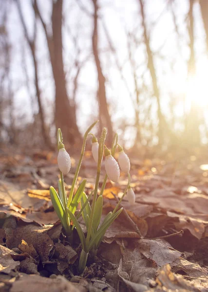 Snowdrop Lentebloemen Bloeien Zonnige Dag Ondiepe Scherptediepte — Stockfoto