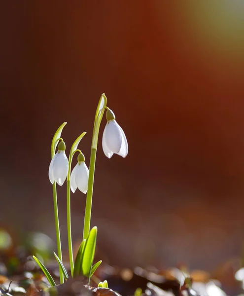 Primavera Flores Queda Neve Florescendo Dia Ensolarado Profundidade Campo Rasa — Fotografia de Stock