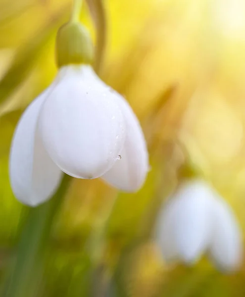 春の晴れた日に咲くスノー ドロップの花 浅い被写し界深度 — ストック写真