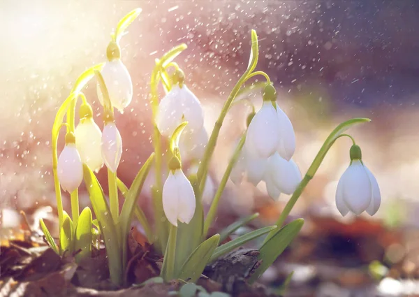 Frühling Schneeglöckchen Blumen Blühen Sonnigen Tag Geringe Schärfentiefe — Stockfoto